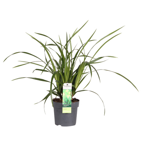 Livraison plante Carex morrowii 'Irish Green'