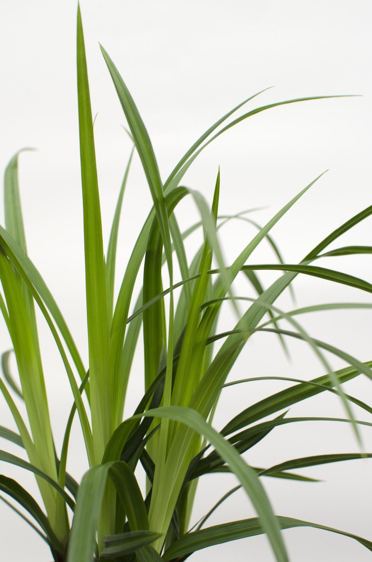 Livraison plante Carex morrowii 'Irish Green'