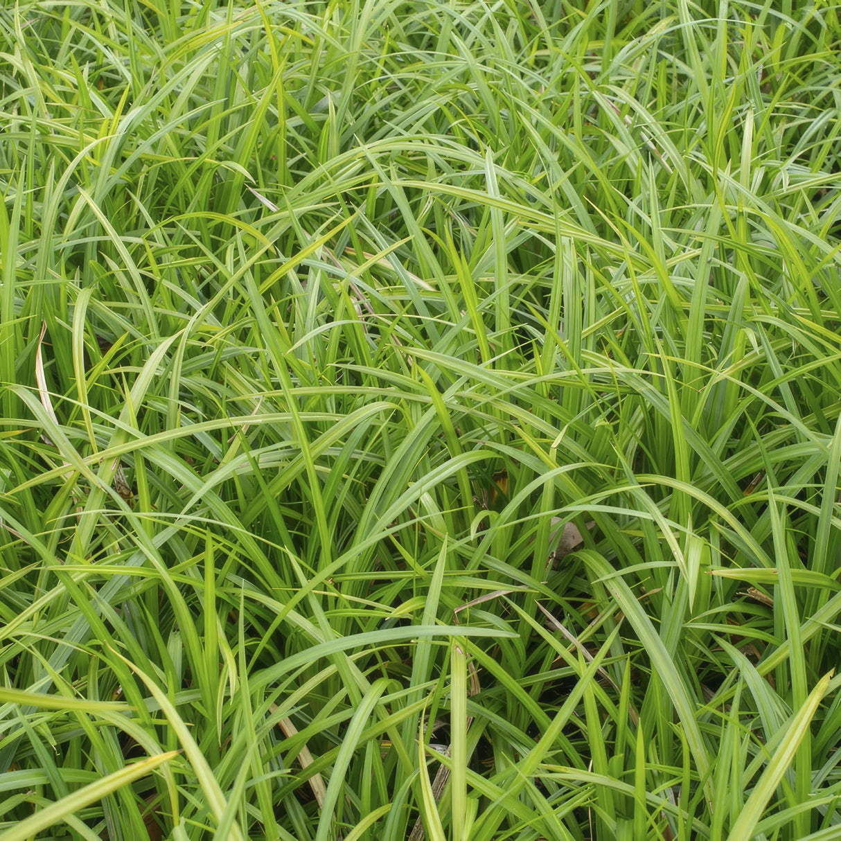 Livraison plante Carex morrowii 'Irish Green' - Lot de 6