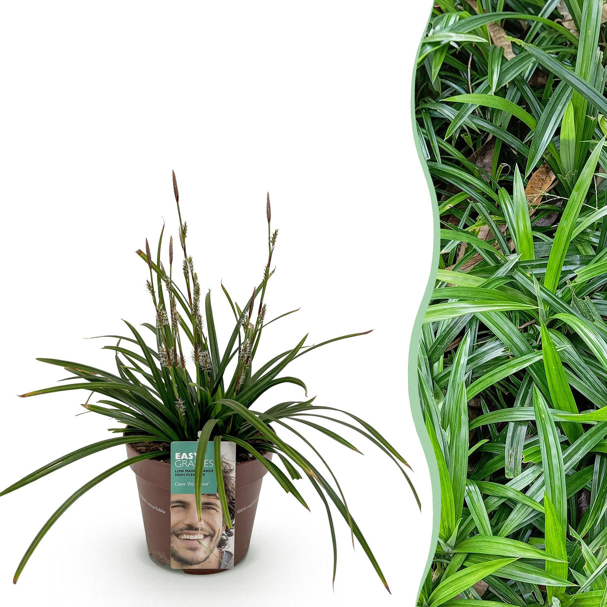 Livraison plante Carex morrowii Irish Green – Pot 17 cm – Hauteur 50 cm