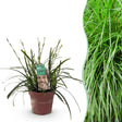 Livraison plante Carex oshimensis Intense Green – Pot 17 cm – Hauteur 50 cm