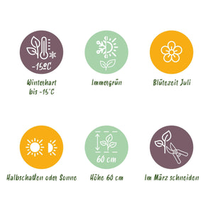 Livraison plante Carex oshimensis Intense Green – Pot 17 cm – Hauteur 50 cm