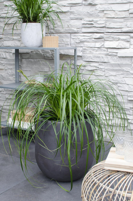 Livraison plante Carex 'Ribbon Falls'