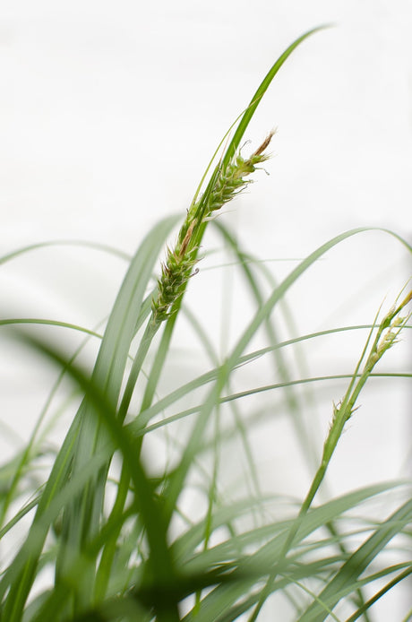 Livraison plante Carex 'Ribbon Falls'