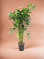Livraison plante Caryota Mitis - 140 cm - ø24