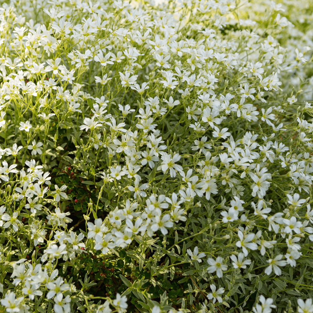 Livraison plante Céraiste tomenteux
