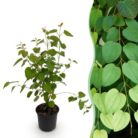 Livraison plante Cercidiphyllum japonicum en pot