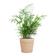 Livraison plante Chamadorea Elegans et son pot