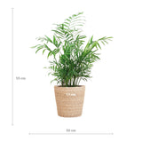 Livraison plante Chamadorea Elegans et son pot