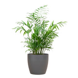 Livraison plante Chamadorea Elegans et son pot