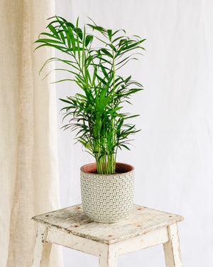 Livraison plante Chamaedorea Elegans