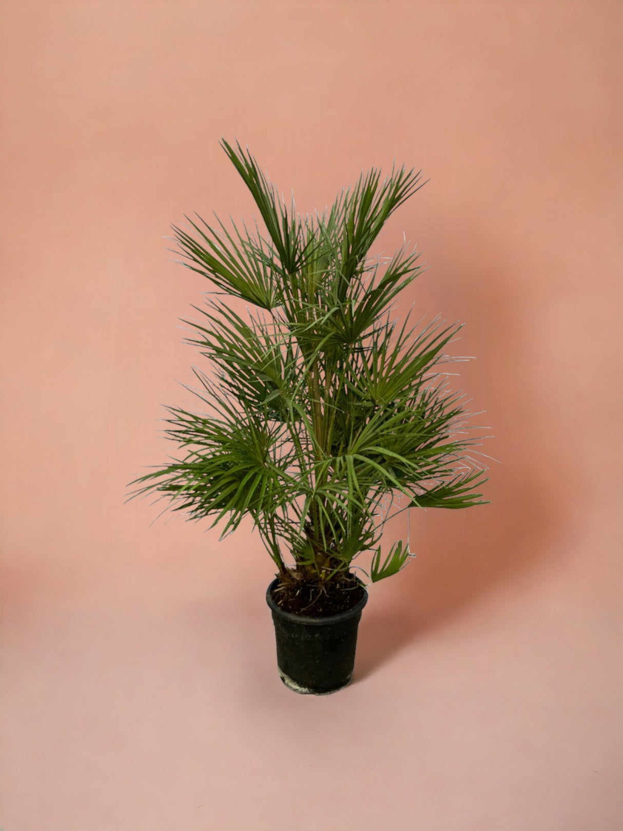 Livraison plante Chamaerops Humilis