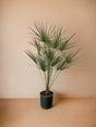 Livraison plante Chamaerops Humilis