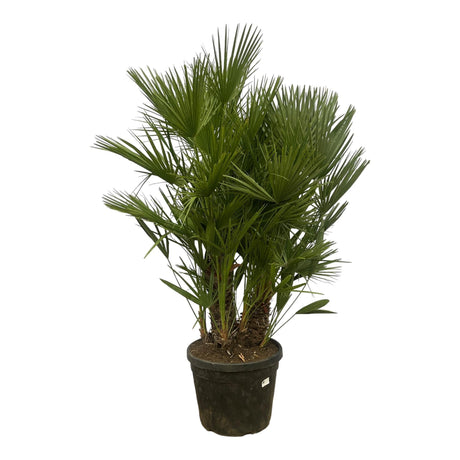 Livraison plante Chamaerops Humilis h180cm