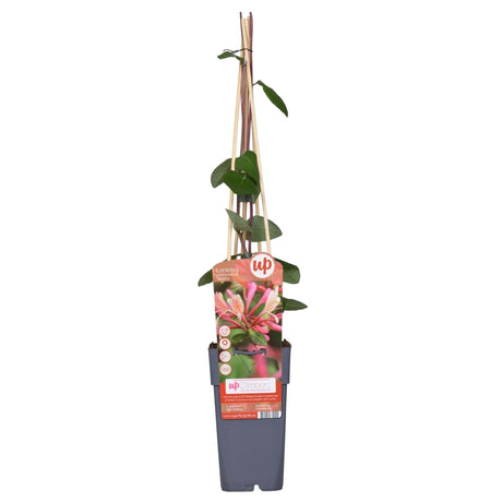 Livraison plante Chèvrefeuille des bois 'Belgica' - ↨65 cm - Ø15 - plante d'extérieur fleurie