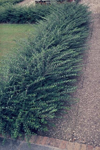 Livraison plante Chèvrefeuille pileux