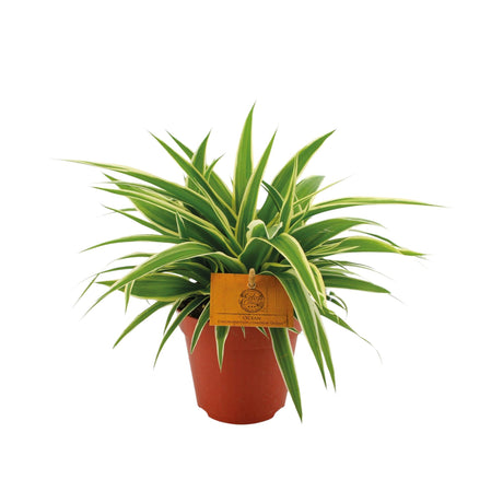 Livraison plante Chlorophytum 'Ocean'