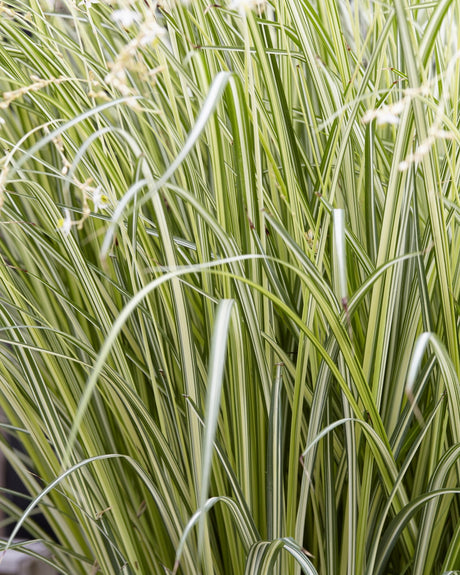 Livraison plante Chlorophytum saundersiae 'Starlight'