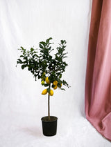 Livraison plante Citronnier