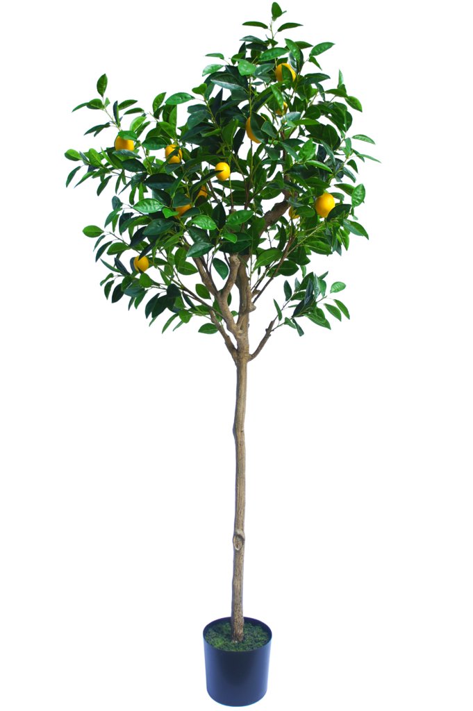 Livraison plante Citronnier - Arbre artificiel