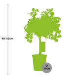 Livraison plante Citronnier Calamondin