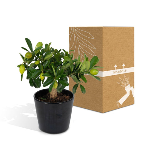 Livraison plante Citronnier et son pot en céramique - 45 cm - Ø16 - arbuste fruitier