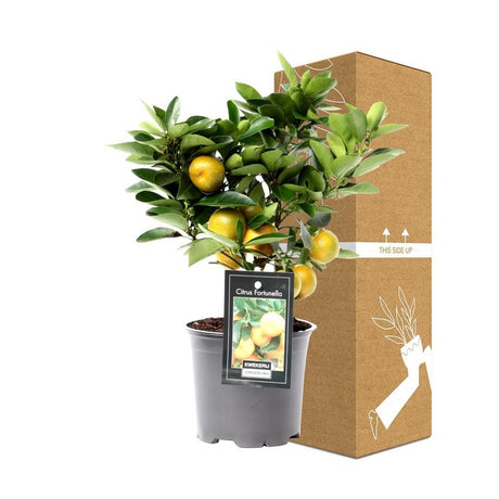 Livraison plante Citrus Calamondin