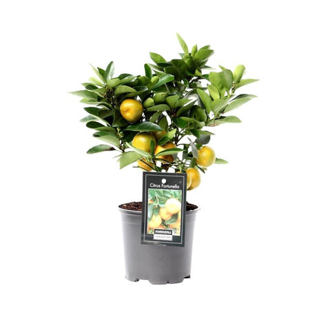 Livraison plante Citrus Calamondin