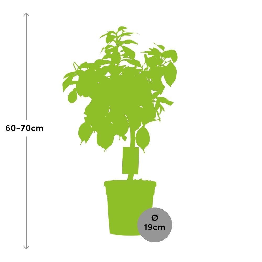 Livraison plante Citrus Lemon