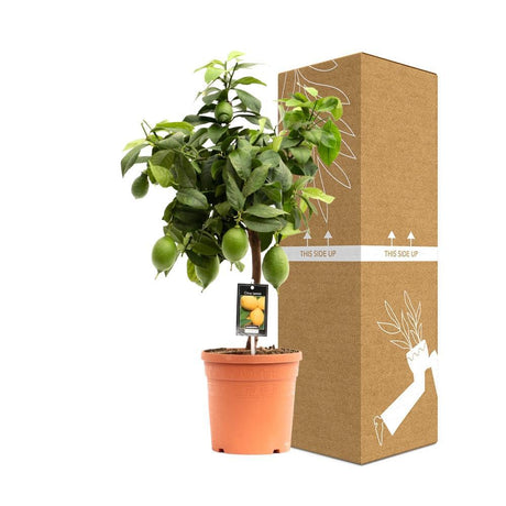 Livraison plante Citrus Lemon