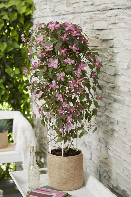 Livraison plante Clematis Montana 'Fincent'