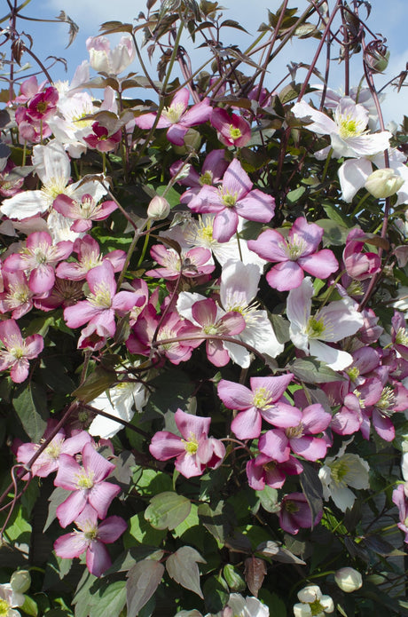 Livraison plante Clematis Montana 'Fincent'