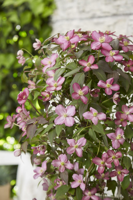 Livraison plante Clematis Montana 'Fincent'