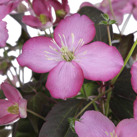 Livraison plante Clematis Montana 'Fincent'