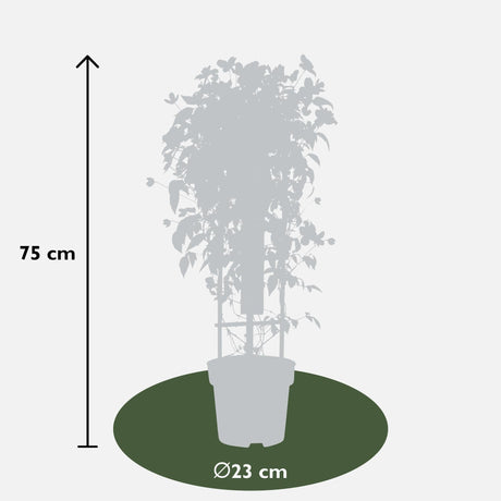 Livraison plante Clematis Montana 'Fincent'