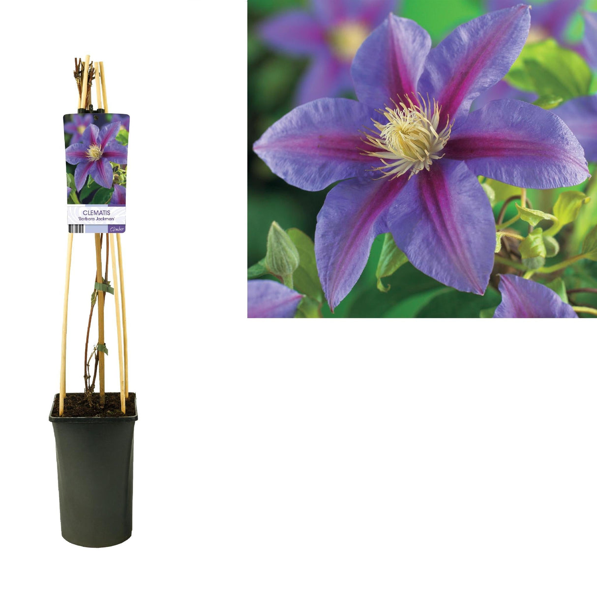 Livraison plante Clematite barbara jackman d17cm h75cm