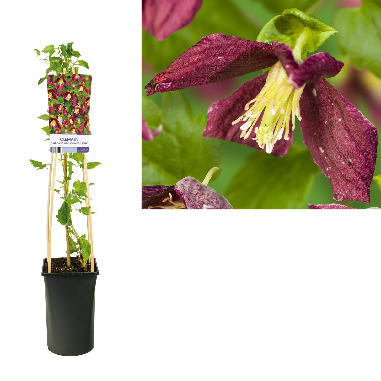 Livraison plante Clematite cirrhosa d17cm h75cm