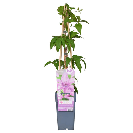 Livraison plante Clematite Hagley Hybrid - ↨65cm - Ø15 - plante d'extérieur fleurie grimpante
