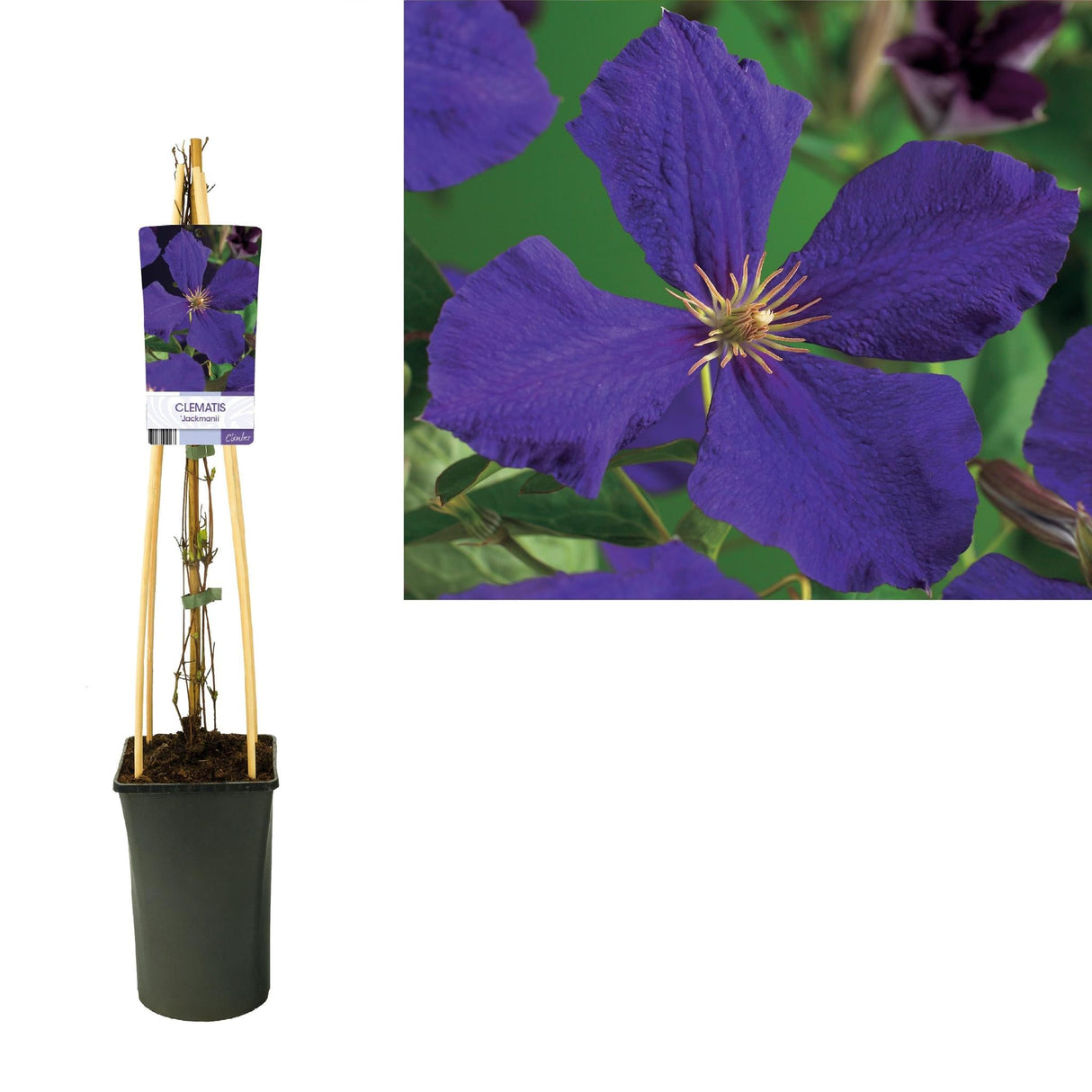 Livraison plante Clematite Jackmanii d17cm h75cm