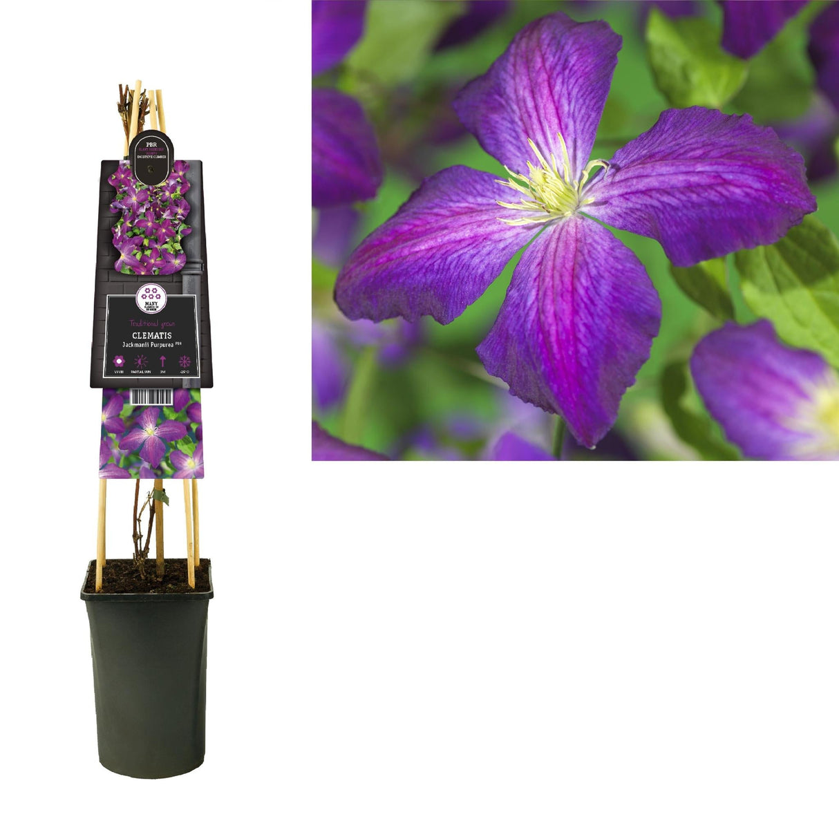 Livraison plante Clematite Jacmanii violet d17cm h75cm