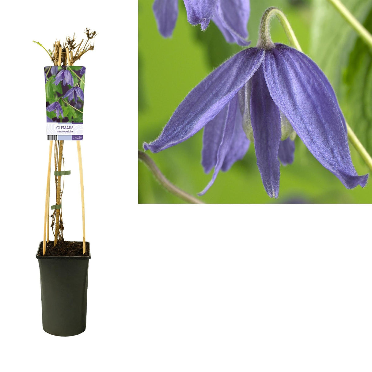 Livraison plante Clematite Macropetala d17cm h75cm