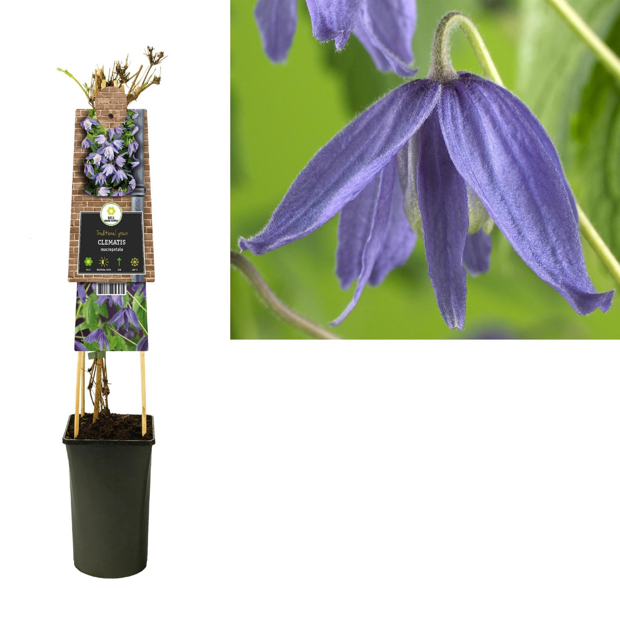 Livraison plante Clematite macropetala d17cm h75cm