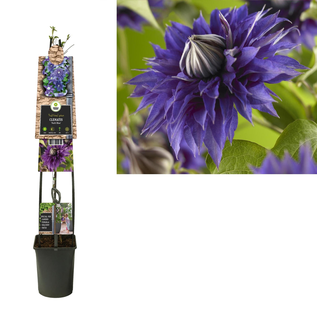 Livraison plante Clematite multi blue d23cm h115cm