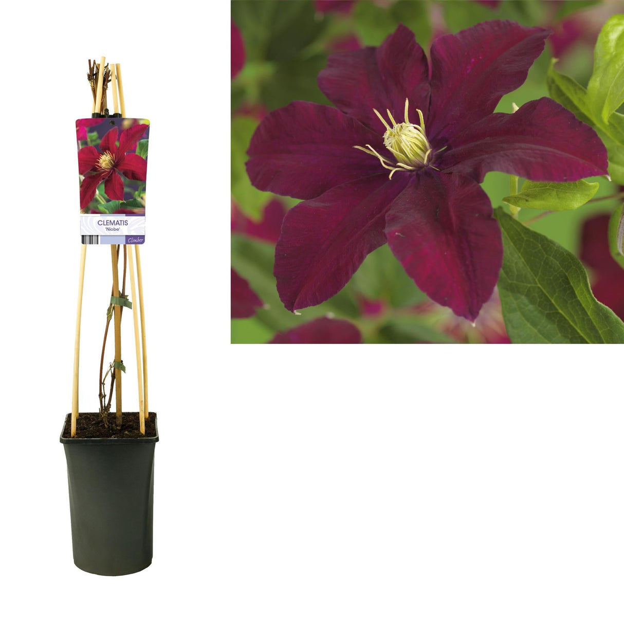 Livraison plante Clematite Niobe d17cm h75cm