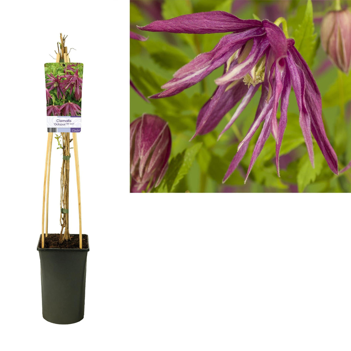 Livraison plante Clematite octopus d17cm h75cm