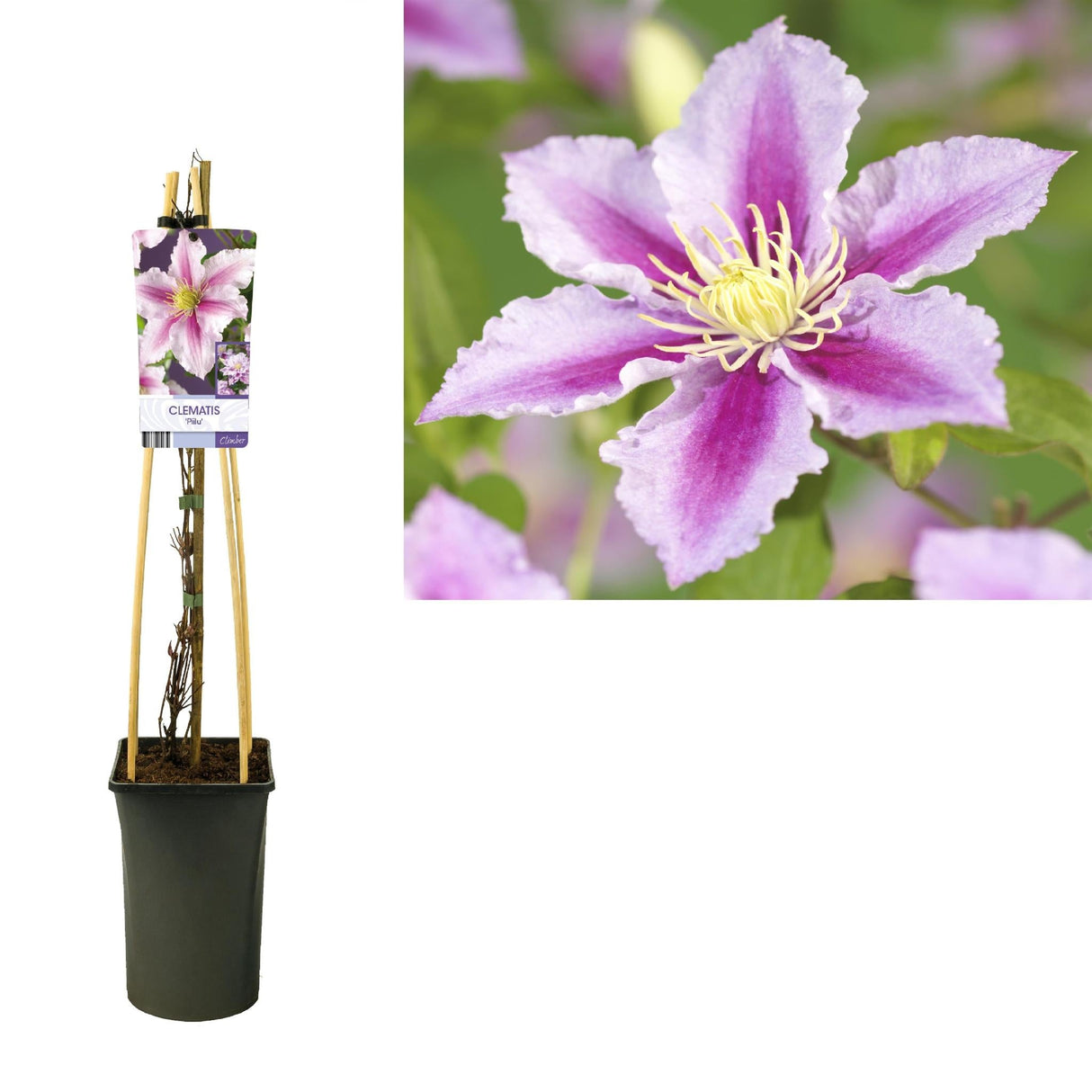 Livraison plante Clematite Pillu Violet rose d17cm h75cm