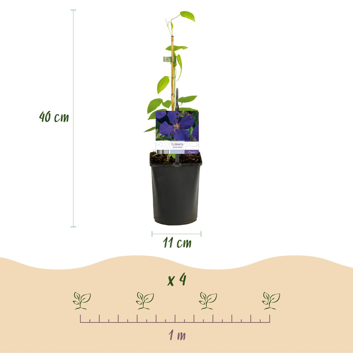 Livraison plante Clématite Rainbow – Lot de 4 – Pot 11 cm – Hauteur 40 cm