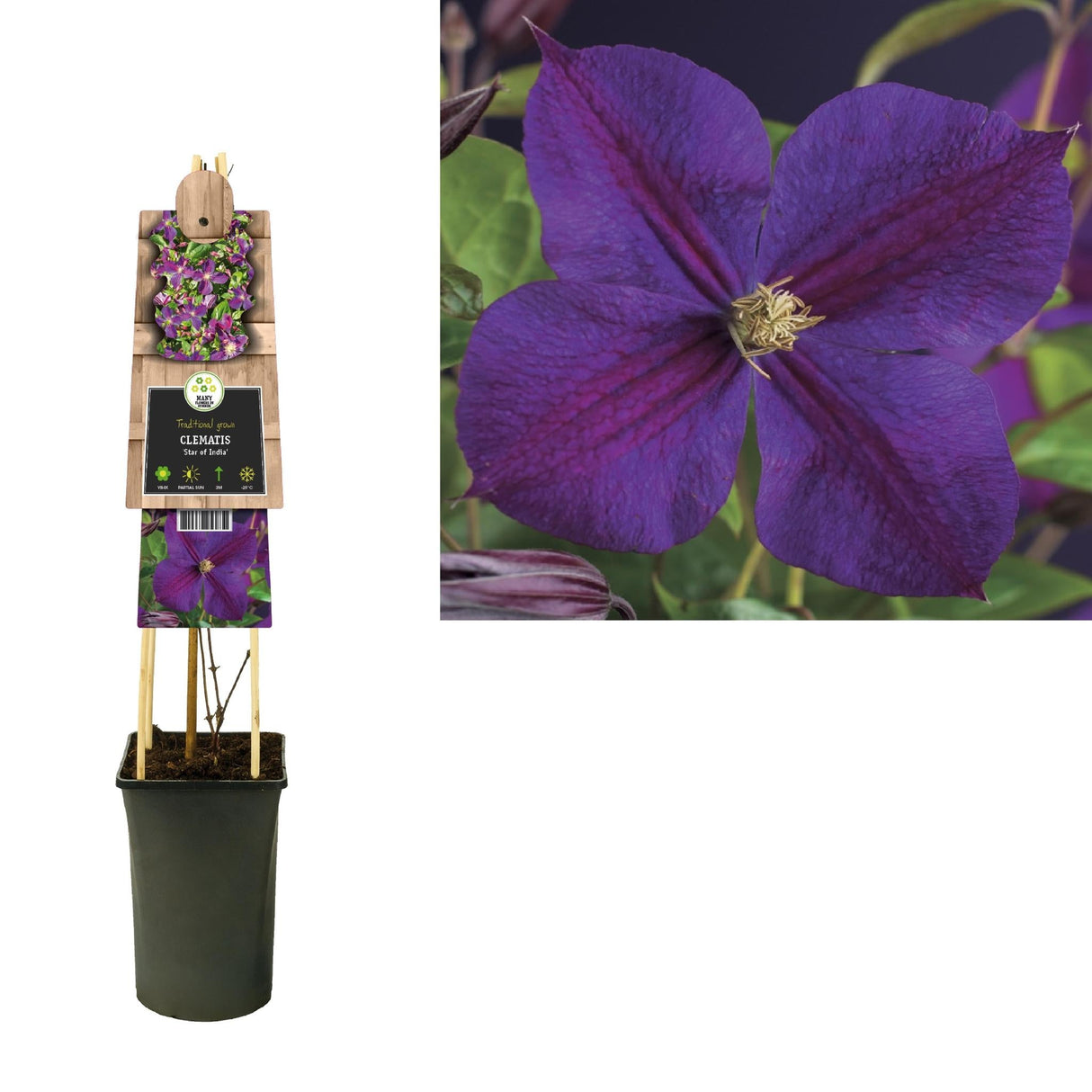 Livraison plante Clematite star d'Inde d17cm h75cm