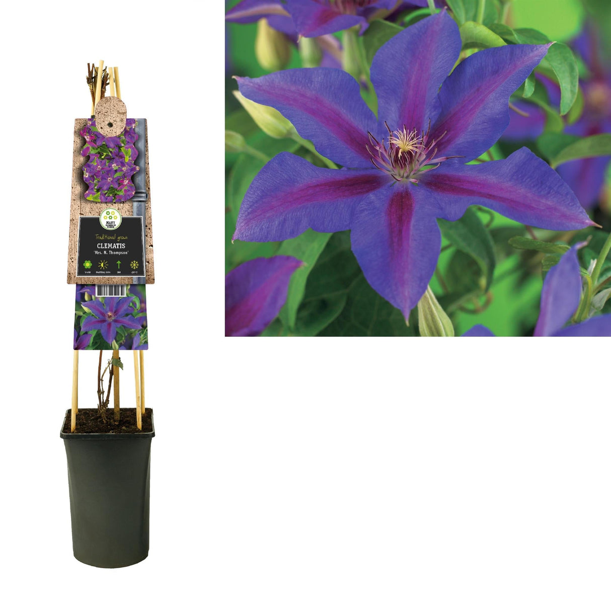 Livraison plante Clematite THompson d17cm h75cm