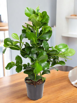 Livraison plante Clusia Rosea